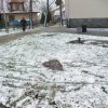 dravi_ptaci_v_MS